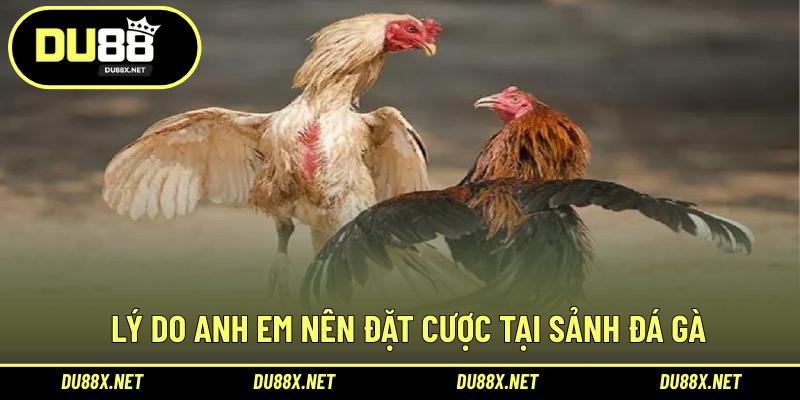 Lý do anh em nên đặt cược tại sảnh đá gà